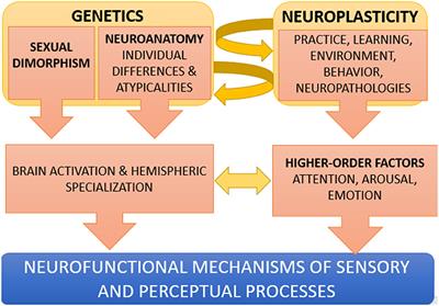 Frontiers Perception A dynamic interplay between genetics and